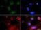 Dor antibody, NBP1-71704, Novus Biologicals, Immunocytochemistry image 