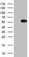 Ring Finger Protein 1 antibody, TA809239, Origene, Western Blot image 