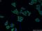 Cathepsin H antibody, 10315-1-AP, Proteintech Group, Immunofluorescence image 