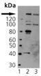 Nitric Oxide Synthase 3 antibody, ADI-KAP-NO023-F, Enzo Life Sciences, Western Blot image 