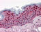 Stratifin antibody, 51-459, ProSci, Immunohistochemistry frozen image 
