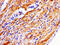 NDRG Family Member 4 antibody, CSB-PA890932LA01HU, Cusabio, Immunohistochemistry frozen image 