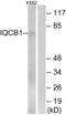 IQ Motif Containing B1 antibody, LS-C120053, Lifespan Biosciences, Western Blot image 