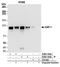 Tripartite Motif Containing 28 antibody, A304-145A, Bethyl Labs, Immunoprecipitation image 