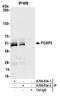 FOXP3 antibody, A700-034, Bethyl Labs, Immunoprecipitation image 