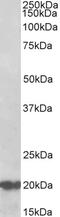 Procollagen C-proteinase enhancer 1 antibody, 43-182, ProSci, Western Blot image 