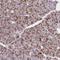 BRISC complex subunit Abro1 antibody, HPA037592, Atlas Antibodies, Immunohistochemistry frozen image 