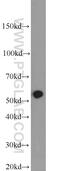 5-Hydroxytryptamine Receptor 3A antibody, 10443-1-AP, Proteintech Group, Western Blot image 