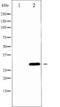 BCL2 Like 1 antibody, TA325265, Origene, Western Blot image 