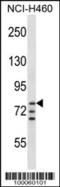 Aryl Hydrocarbon Receptor Nuclear Translocator antibody, TA324545, Origene, Western Blot image 