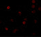 Zinc finger protein 521 antibody, 6859, ProSci Inc, Immunofluorescence image 