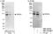 Phosphodiesterase 3A antibody, NBP1-46182, Novus Biologicals, Western Blot image 