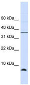 10 kDa heat shock protein, mitochondrial antibody, TA335046, Origene, Western Blot image 