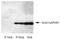 GAPDH antibody, AM09140PU-L, Origene, Western Blot image 