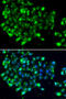 N-acetyltransferase 9 antibody, abx005438, Abbexa, Western Blot image 