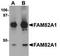 Regulator Of Microtubule Dynamics 2 antibody, TA306964, Origene, Western Blot image 