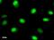 Zinc finger protein basonuclin-2 antibody, LS-C342755, Lifespan Biosciences, Immunofluorescence image 