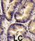 Vascular Endothelial Growth Factor B antibody, abx025109, Abbexa, Western Blot image 