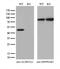 Aldh3 antibody, M05079-2, Boster Biological Technology, Western Blot image 