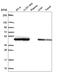 PSMC5 antibody, HPA064293, Atlas Antibodies, Western Blot image 