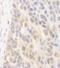 Spermatogenesis Associated 2 antibody, IHC-00734, Bethyl Labs, Immunohistochemistry frozen image 