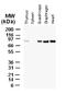 BCL2 Associated Athanogene 3 antibody, ab47124, Abcam, Western Blot image 