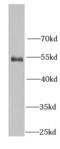 Histone-binding protein RBBP7 antibody, FNab07147, FineTest, Western Blot image 