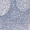 Purkinje cell protein 4 antibody, AMAb91359, Atlas Antibodies, Immunohistochemistry paraffin image 