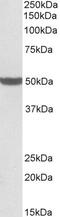 Pentatricopeptide Repeat Domain 2 antibody, PA5-37977, Invitrogen Antibodies, Western Blot image 