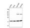 Peptidylprolyl Isomerase B antibody, M03229-1, Boster Biological Technology, Western Blot image 