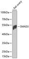 SMAD Family Member 3 antibody, 14-031, ProSci, Western Blot image 