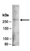 MLL antibody, orb66913, Biorbyt, Western Blot image 