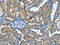 ATPase H+/K+ Transporting Subunit Beta antibody, CSB-PA017108, Cusabio, Immunohistochemistry paraffin image 