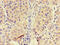 6-phosphofructokinase, liver type antibody, CSB-PA017821LA01HU, Cusabio, Immunohistochemistry frozen image 