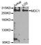 Mediator of DNA damage checkpoint protein 1 antibody, orb374072, Biorbyt, Western Blot image 