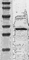 PKB beta antibody, TA354475, Origene, Western Blot image 