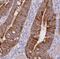 HscB Mitochondrial Iron-Sulfur Cluster Cochaperone antibody, FNab04020, FineTest, Immunohistochemistry frozen image 