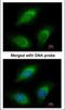 Zinc finger protein Rlf antibody, NBP1-33086, Novus Biologicals, Immunocytochemistry image 