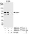 Serine/threonine-protein kinase OSR1 antibody, NB100-77321, Novus Biologicals, Western Blot image 
