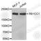 Cc1 antibody, A3362, ABclonal Technology, Western Blot image 