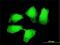 Dead end protein homolog 1 antibody, H00373863-M10, Novus Biologicals, Immunofluorescence image 