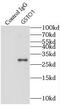 Glutathione S-Transferase Omega 1 antibody, FNab03696, FineTest, Immunoprecipitation image 