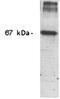 Nitrotyrosine antibody, ADI-905-763-100, Enzo Life Sciences, Western Blot image 