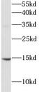 Brain Derived Neurotrophic Factor antibody, FNab10014, FineTest, Western Blot image 