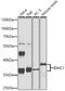 DNA Meiotic Recombinase 1 antibody, GTX33157, GeneTex, Western Blot image 