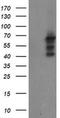 Sentrin-specific protease 2 antibody, MA5-26376, Invitrogen Antibodies, Western Blot image 