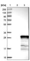 Testis Expressed 33 antibody, NBP1-81096, Novus Biologicals, Western Blot image 