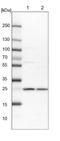 Proteasome 20S alpha 6 antibody, NBP1-87796, Novus Biologicals, Western Blot image 