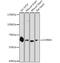 Muscarinic acetylcholine receptor M3 antibody, 16-378, ProSci, Western Blot image 
