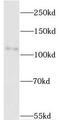 Myelin Transcription Factor 1 Like antibody, FNab05529, FineTest, Western Blot image 
